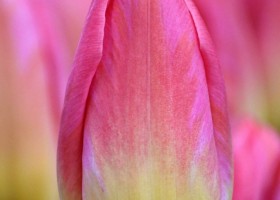 Tulipa Tom Pouce ® (3)